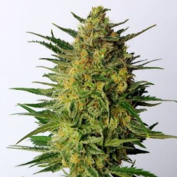 SUPER AK · Kannabia Seed Company · kenevir tohum · Disi · Fem