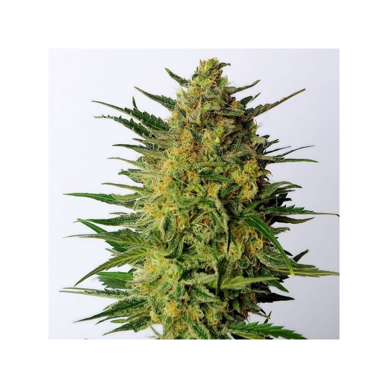 SUPER AK · Kannabia Seed Company · kenevir tohum · Disi · Fem
