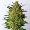 SUPER AK · Kannabia Seed Company · cannabis seeds · Fem