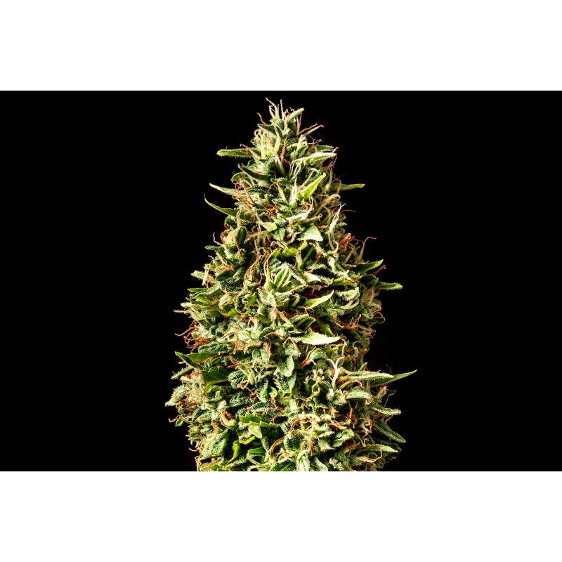RUNTZ AUTO · Kannabia Seed Company · kenevir tohumu · Disi · AutoFem