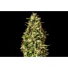 RUNTZ AUTO · Kannabia Seed Company · kenevir tohumu · Disi · AutoFem