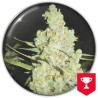 1024 · Medical Seeds · kenevir tohum · Disi · Fem