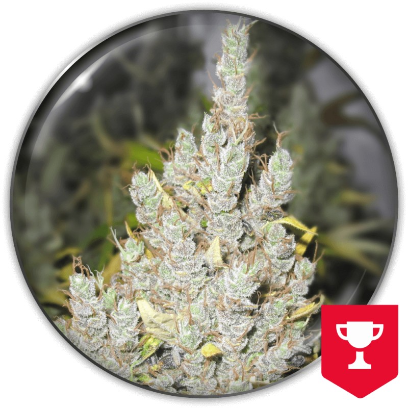 2046 · Medical Seeds · kenevir tohum · Disi · Fem