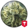 CANADIAN KUSH 2.0 · Medical Seeds · kenevir tohum · Disi · Fem