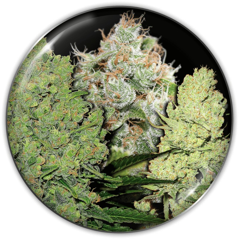 COLECCIONISTA 1 · Medical Seeds · kenevir tohum · Disi · Fem