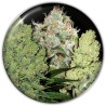 COLECCIONISTA 1 · Medical Seeds · kenevir tohum · Disi · Fem