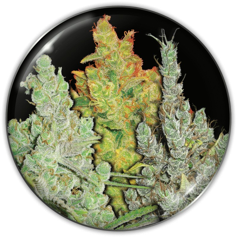 COLECCIONISTA 2 · Medical Seeds · cannabis seeds · Fem