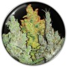 COLECCIONISTA 2 · Medical Seeds · cannabis seeds · Fem