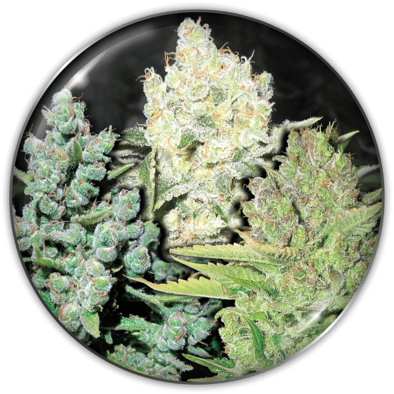 COLECCIONISTA 4 · Medical Seeds · kenevir tohum · Disi · Fem