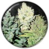 COLECCIONISTA 4 · Medical Seeds · kenevir tohum · Disi · Fem