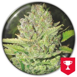 DEVIL FRUIT · Medical Seeds...