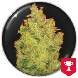 JACK LA MOTA · Medical...