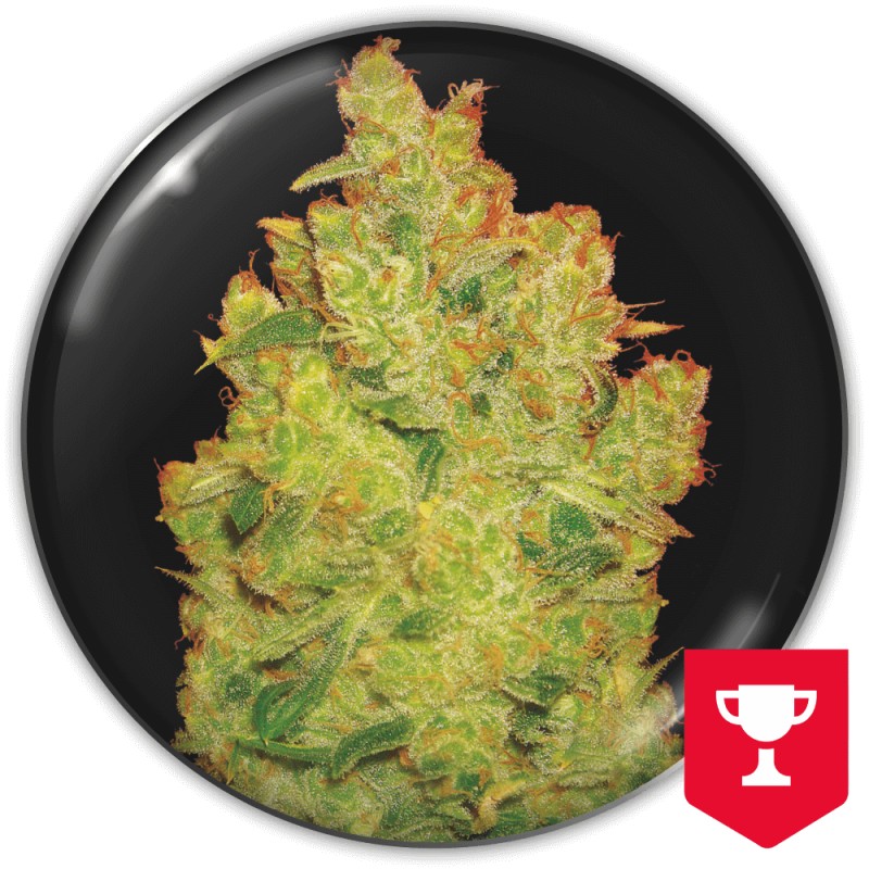 JACK LA MOTA · Medical Seeds · kenevir tohum · Disi · Fem