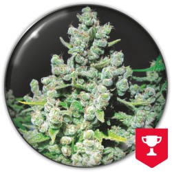 MALAKOFF · Medical Seeds ·...