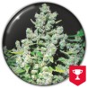 MALAKOFF · Medical Seeds · kenevir tohum · Disi · Fem