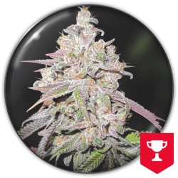 MENDOCINO CHANEL KUSH ·...
