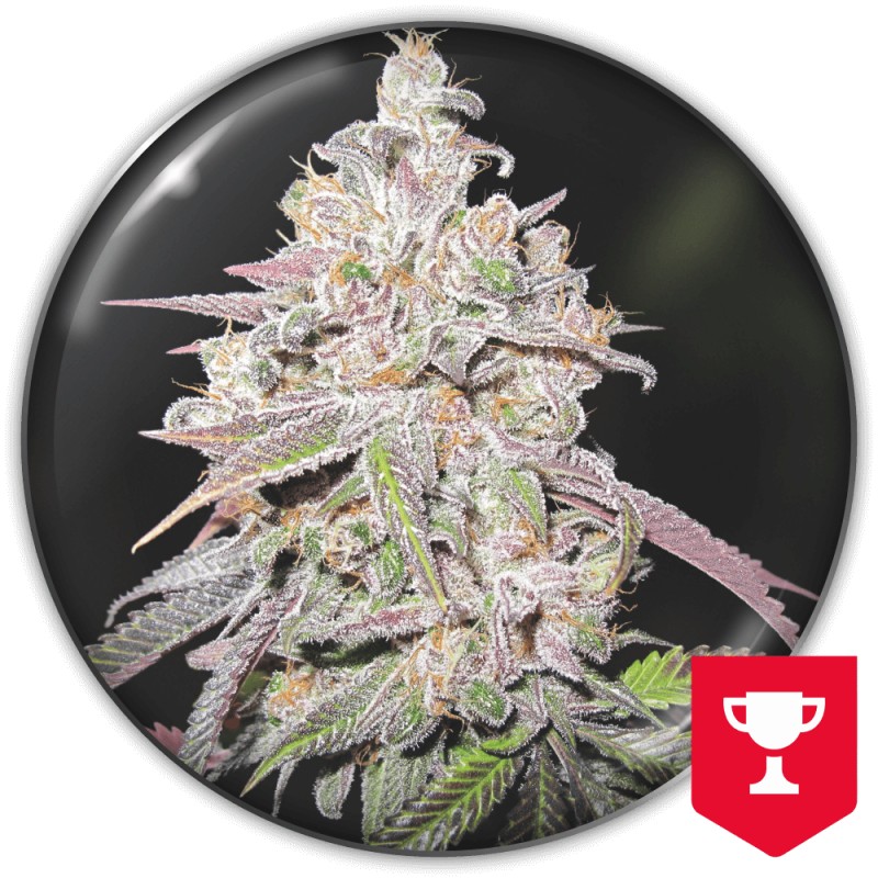 MENDOCINO CHANEL KUSH · Medical Seeds · kenevir tohum · Disi · Fem