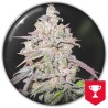 MENDOCINO CHANEL KUSH · Medical Seeds · kenevir tohum · Disi · Fem