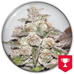 MENDOCINO PURPLE KUSH ·...