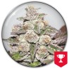 MENDOCINO PURPLE KUSH · Medical Seeds · cannabis seeds · Fem