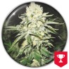 NO NAME · Medical Seeds · cannabis seeds · Fem