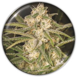 NO NAME AUTO · Medical...