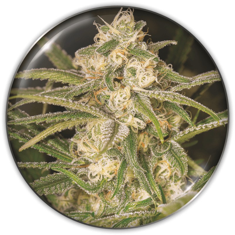 NO NAME AUTO · Medical Seeds · kenevir tohum · Disi · AutoFem