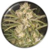 NO NAME AUTO · Medical Seeds · kenevir tohum · Disi · AutoFem