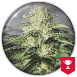 OG KUSH CBD · Medical Seeds...
