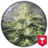OG KUSH CBD · Medical Seeds · kenevir tohum · Disi · Fem