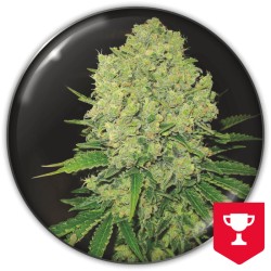 PROZACK · Medical Seeds ·...