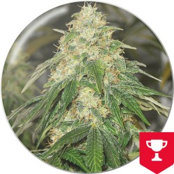 SOME SWEET · Medical Seeds...