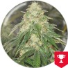 SOME SWEET · Medical Seeds · kenevir tohum · Disi · Fem