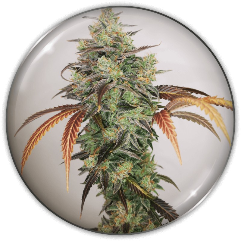 Y GRIEGA CBD · Medical Seeds · cannabis seeds · Fem