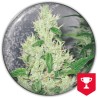 Y GRIEGA · Medical Seeds · kenevir tohum · Disi · Fem