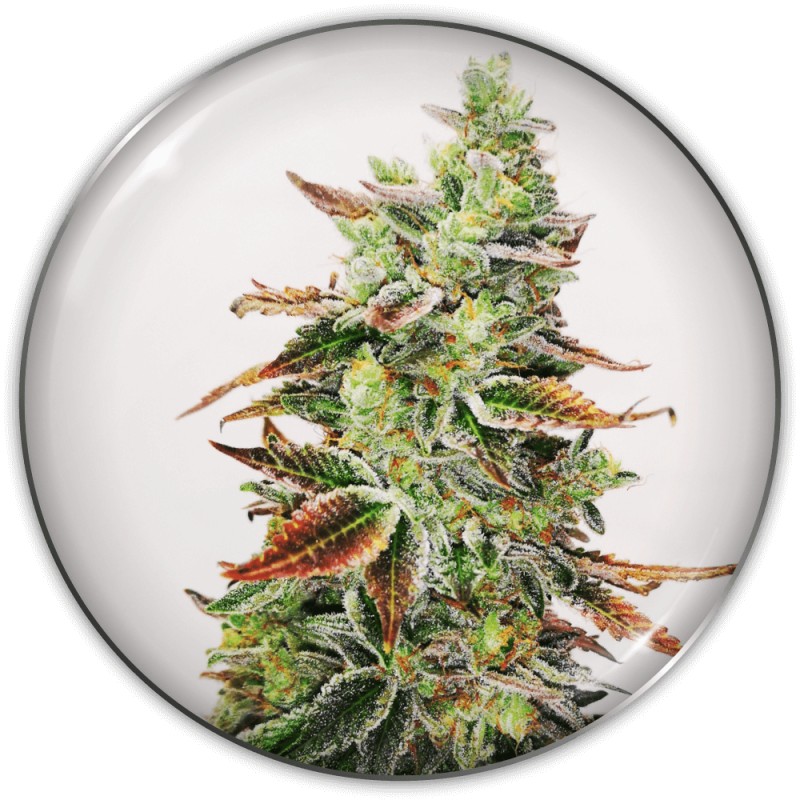 BANANA PURP · Medical Seeds · kenevir tohum · Disi · Fem