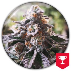 COOKIES PURPLE PUNCH ·...