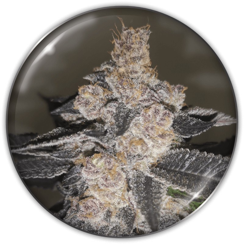 GELATO 242 · Medical Seeds · kenevir tohum · Disi · Fem