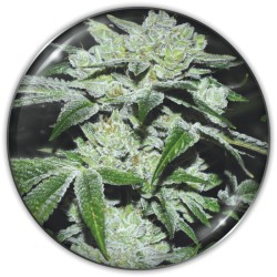 SOUR GLUE · Medical Seeds ·...