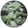 SOUR GLUE · Medical Seeds · kenevir tohum · Disi · Fem