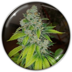 ZKITTLEZ · Medical Seeds ·...