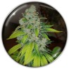 ZKITTLEZ · Medical Seeds · kenevir tohum · Disi · Fem