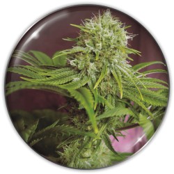 ELIXIR VITAE CBD · Medical...