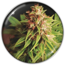 RED CROSS CBD · Medical...