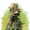 AUTO JOCK HORROR · Nirvana Seeds · kenevir tohum · Disi · AutoFem