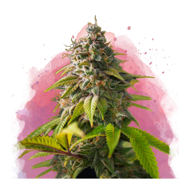 AMNESIA HAZE · Nirvana Seeds · kenevir tohum · Disi · Fem