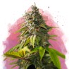 AMNESIA HAZE · Nirvana Seeds · kenevir tohum · Disi · Fem