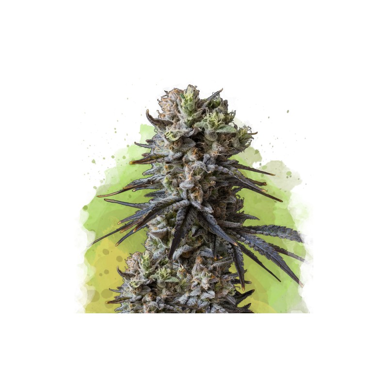 AUTO LITHIUM OG KUSH · Nirvana Seeds · kenevir tohum · AutoFem