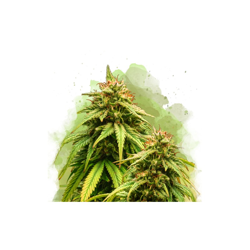 AUTO AMNESIA HAZE · Nirvana Seeds · kenevir tohum · AutoFem