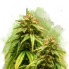 AUTO AMNESIA HAZE · Nirvana Seeds · kenevir tohum · AutoFem